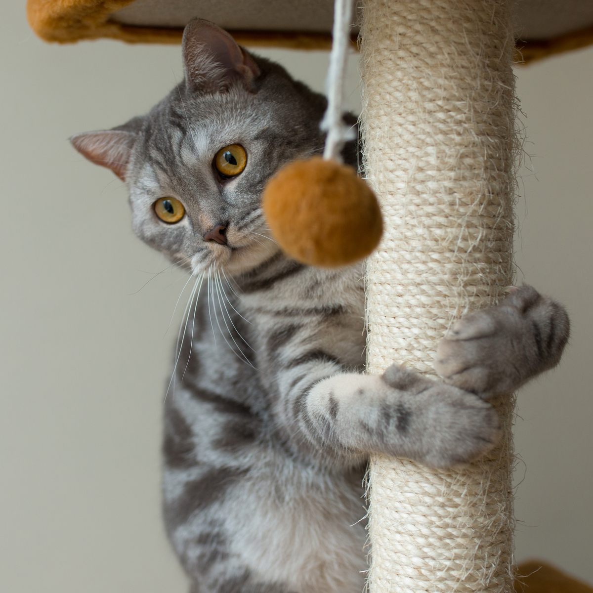 Lorem ipsum dolor sit amet
