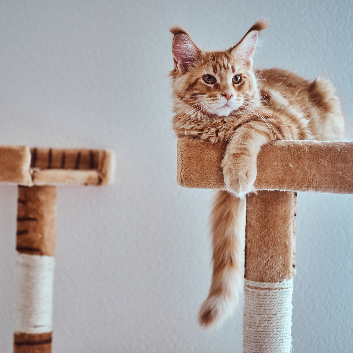 Lorem ipsum dolor sit amet